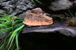 DSC_6876.JPG